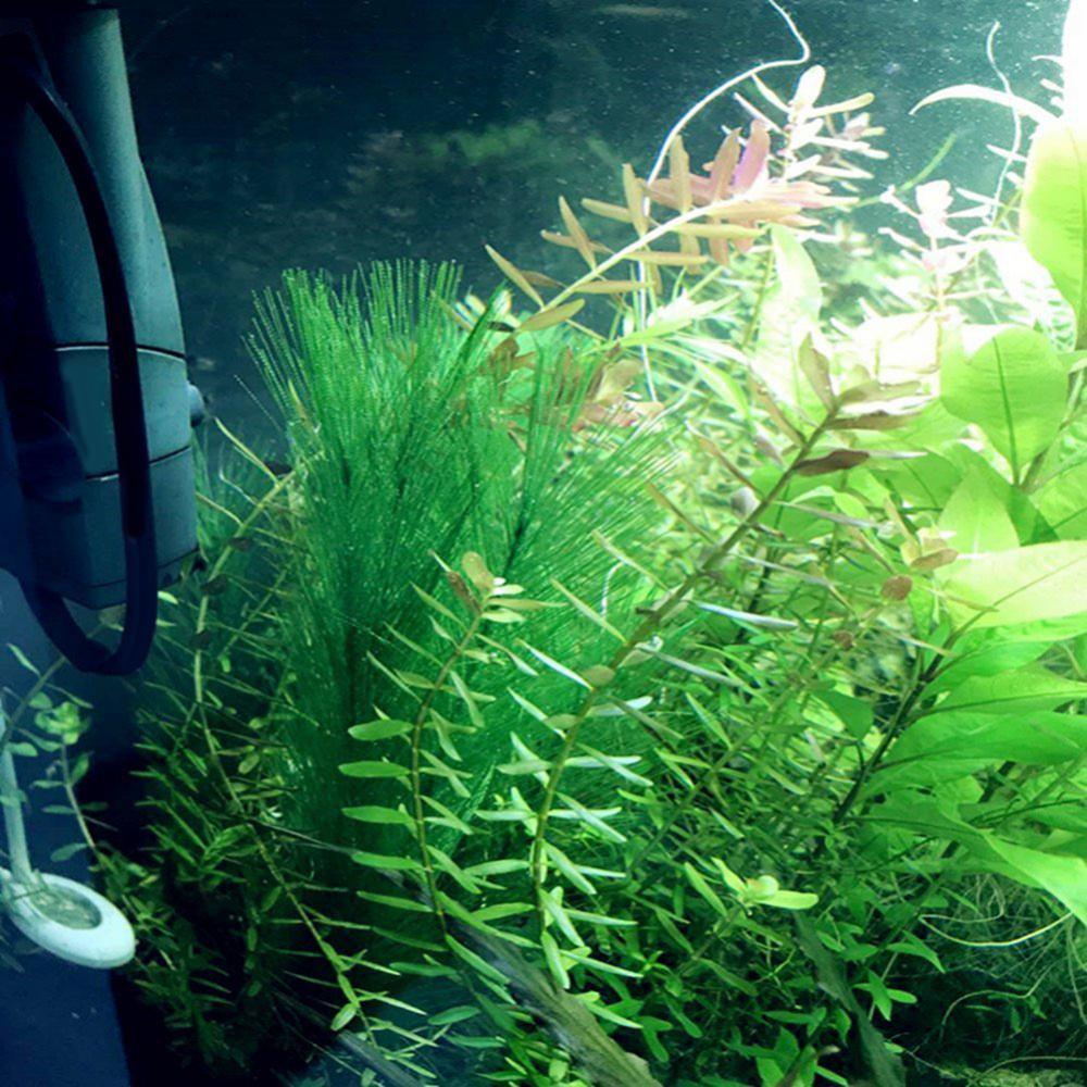 1/3Pcs 28/40cm Aquarium Fish T - Aquarium Plants Live review and price