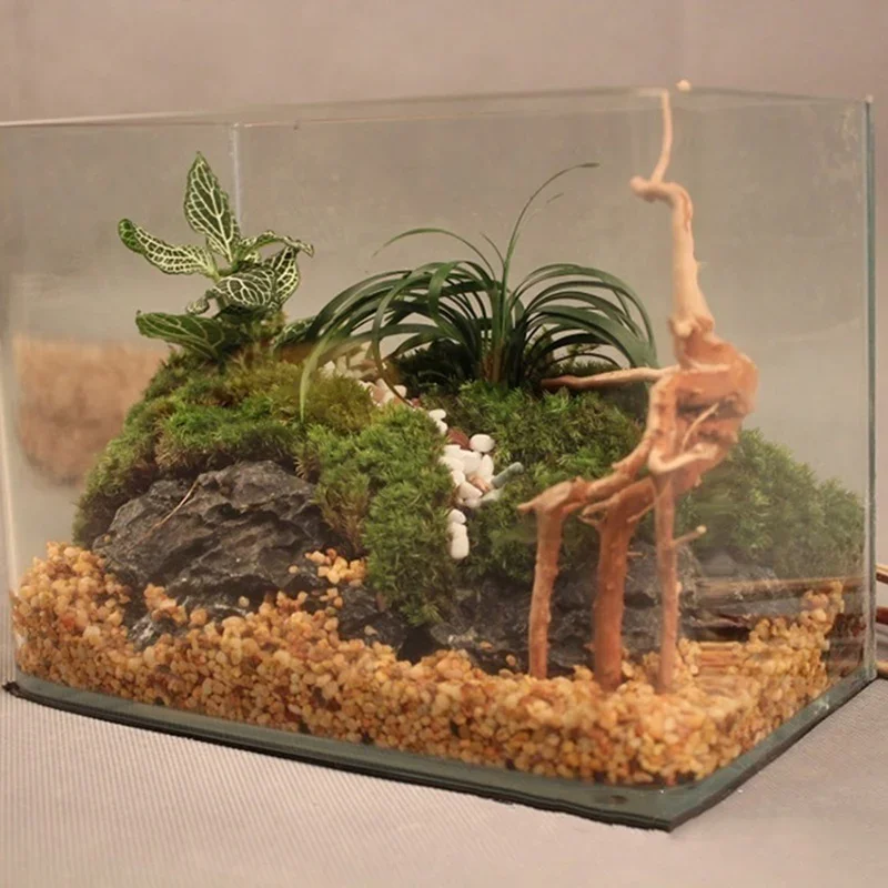 Natural Tree Trunk Driftwood A - Aquarium Plants Live review and price