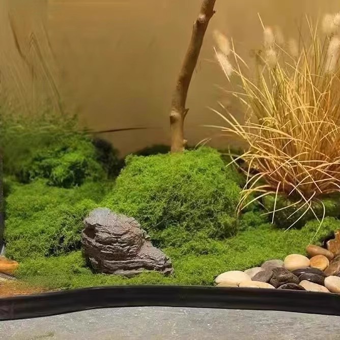 200g Eternal Life Moss DIY Cra - Aquarium Moss review and price