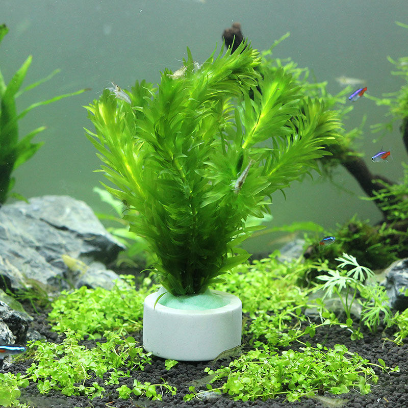 Aquarium Decoration Ceramic Ri - Plant Aquarium Pot review and price