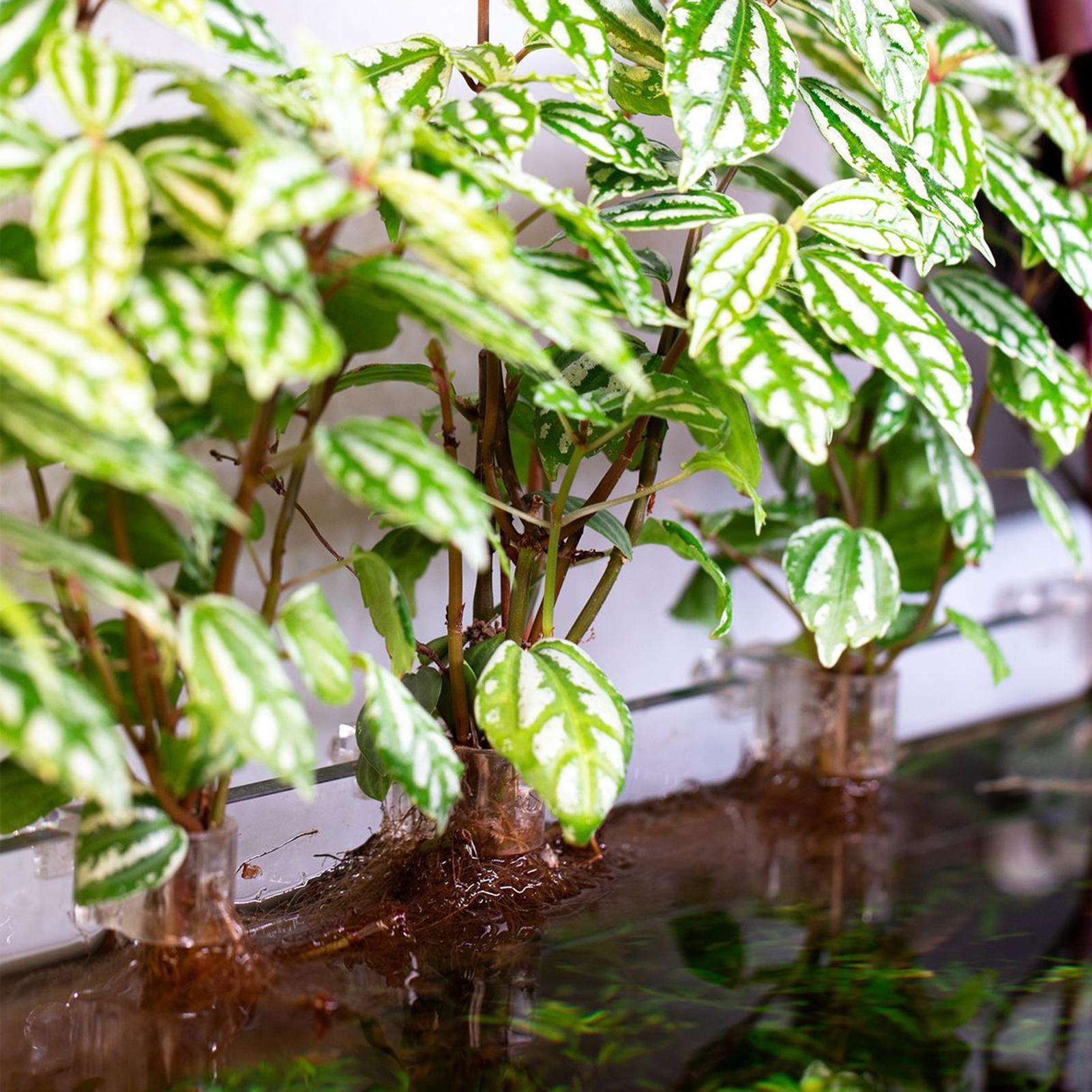 6pcs Aquarium Plant Holders Cl - Aquarium Plants Live review and price