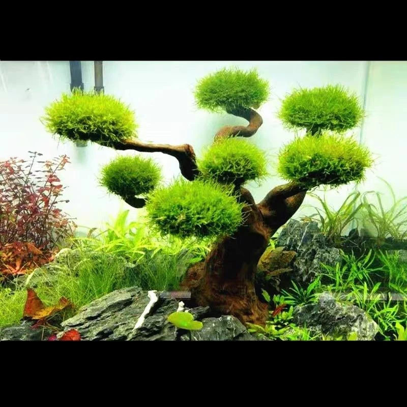 Aquarium Driftwood Landscaping - Aquarium Driftwood review and price