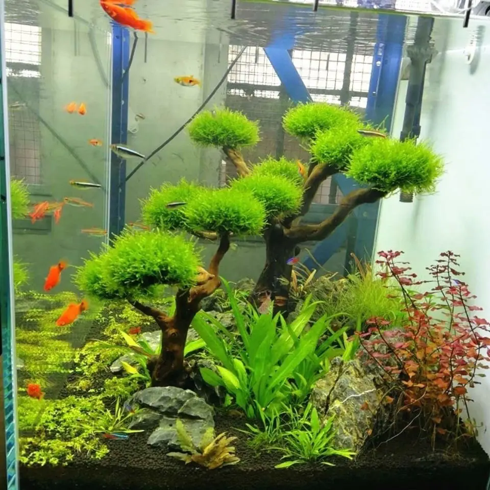 Aquarium Driftwood Landscaping - Aquarium Driftwood review and price